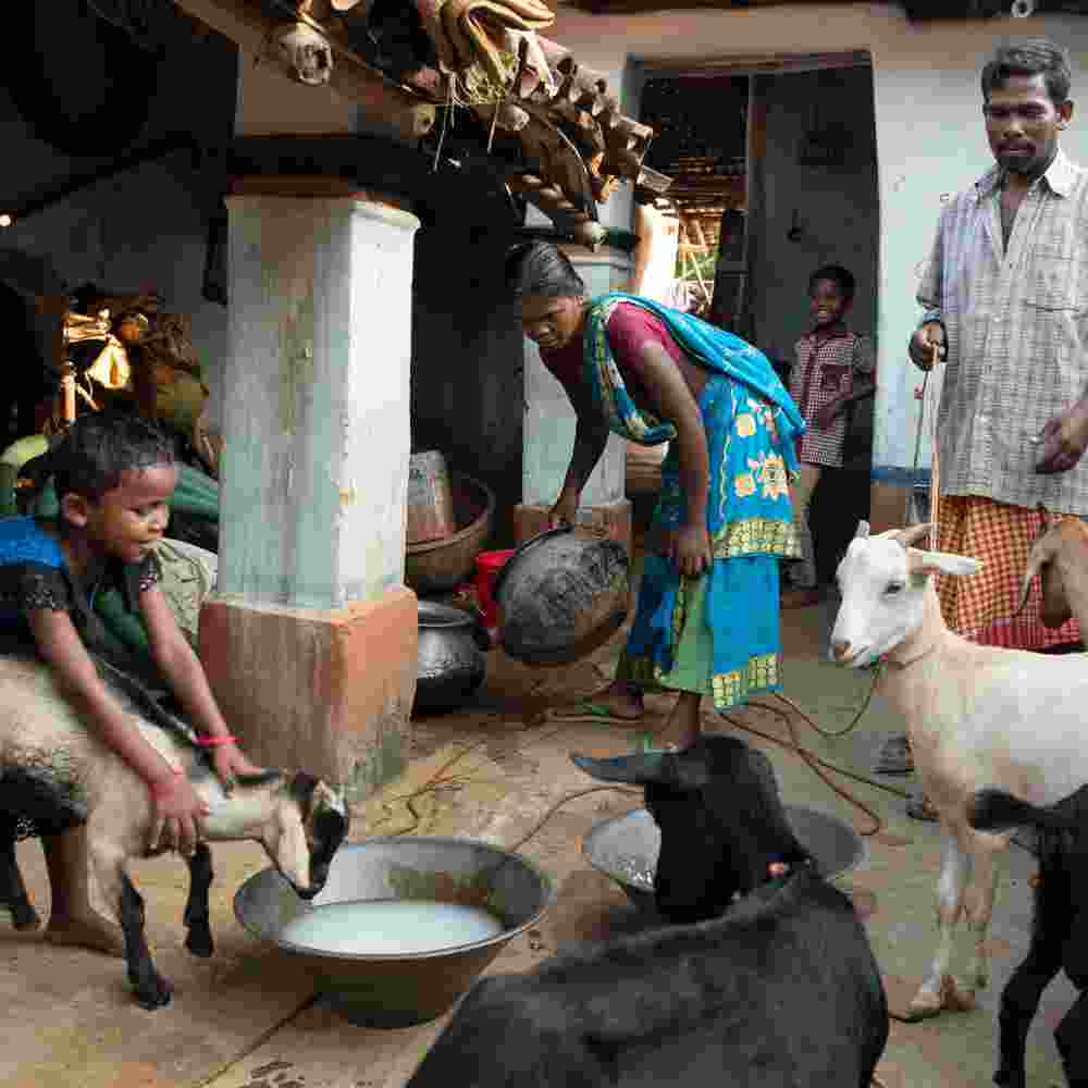 A family taking care of income generating goats that can help break generational poverty