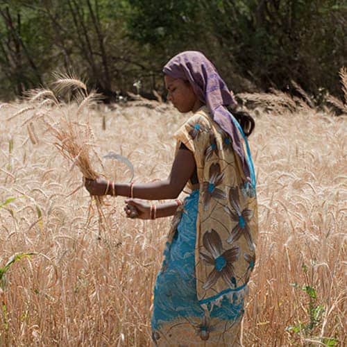 Like the woman pictured, Raina labored in her field, growing what she could to fight off poverty.