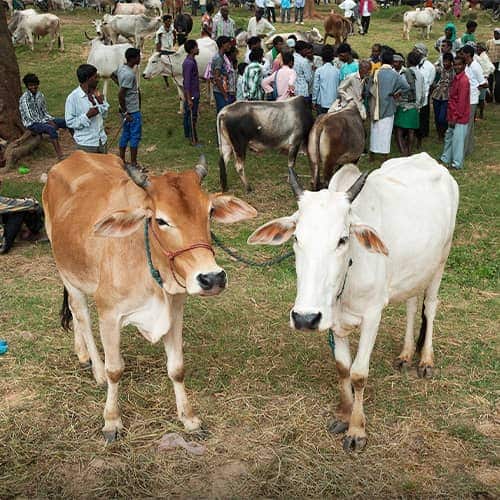 Income generating gift of cows from GFA World gift distribution