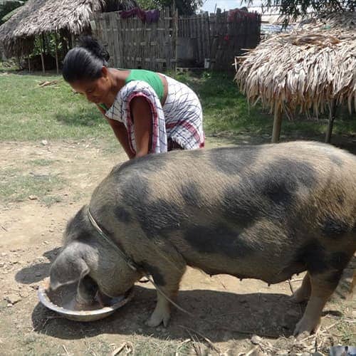 Kalman received an income generating gift of a pig through GFA World gift distribution