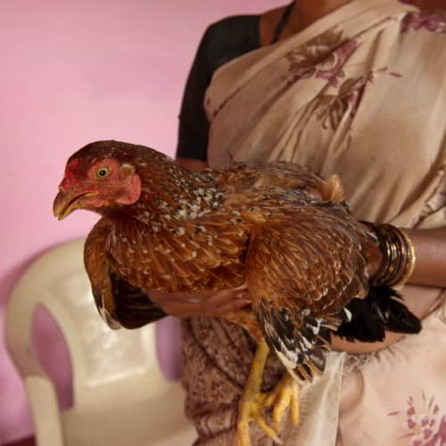 GFA World income generating animals like chickens is an important option for poverty reduction