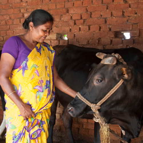 By giving a family like a cow, GFA can help that family start a farm