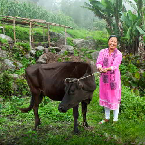 GFA World income generating animals like cows are a great example of what is poverty reduction solutions