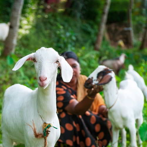 GFA World income generating animals like these goats help many escape poverty