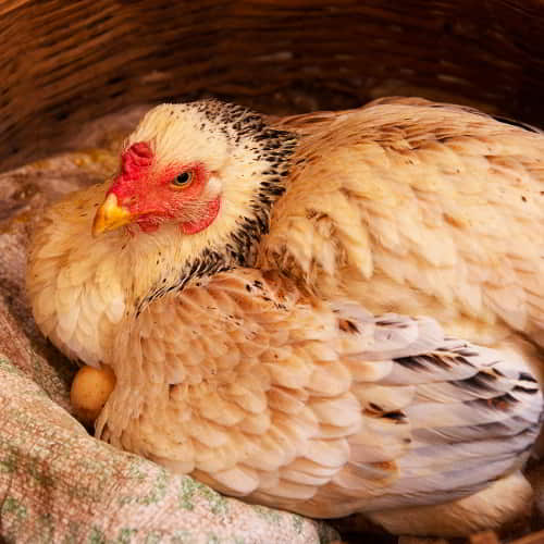 GFA World income generating gift of farm animals like chickens