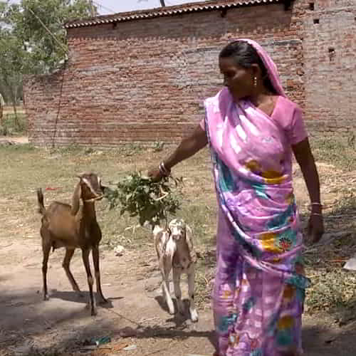Through the provision income generating animals like goats, individuals like Sitara are given a lifeline to break free from the chains of poverty