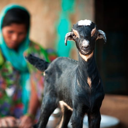 Goats are great gifts to help provided income for families in poverty