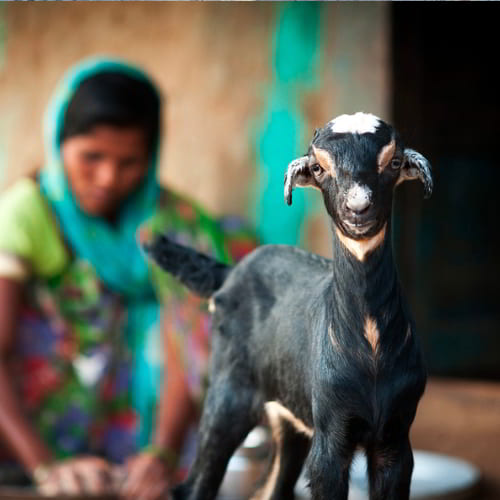 GFA World income generating gifts of animals can stop the effects of poverty
