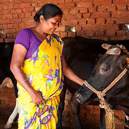 Woman received an income generating gift of a cow through GFA World gift distribution