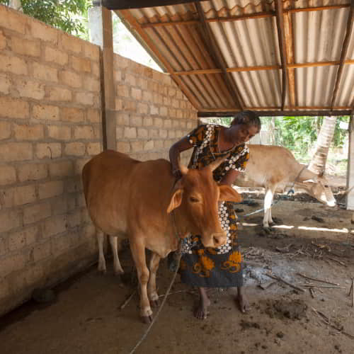 Woman in poverty received an income generating gift of a cow through GFA World gift distribution
