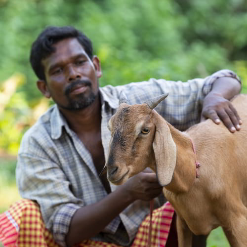 GFA World helps breaking the spirit of poverty through income generating gifts like this goat