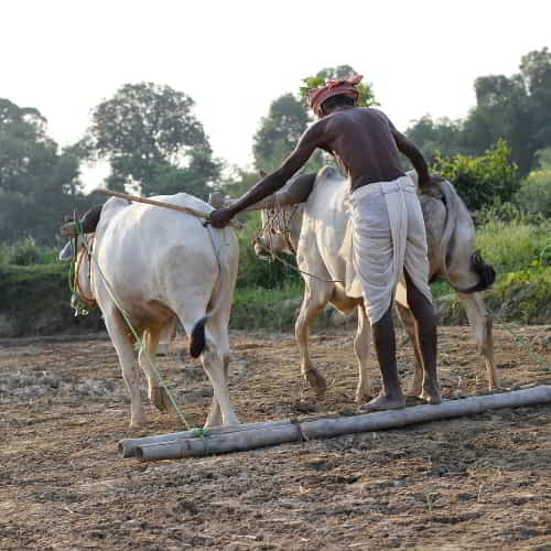 Agriculture in South Asia