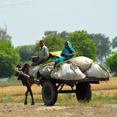 Agriculture in South Asia