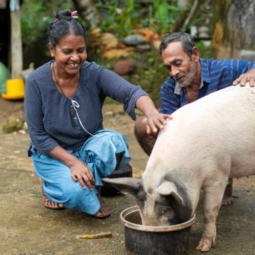 A family received an income generating gift of a pig
