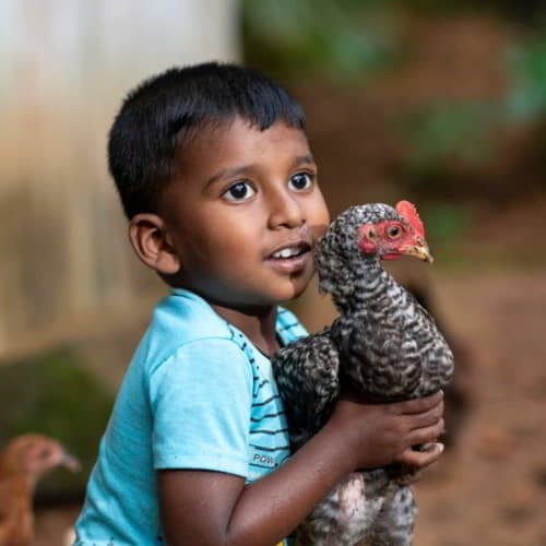 Families can escape food poverty through GFA World income generating gifts like a pair of chickens