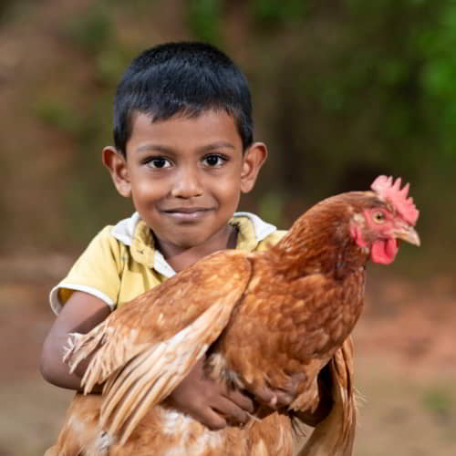 Income generating gift of chickens through GFA World gift distribution