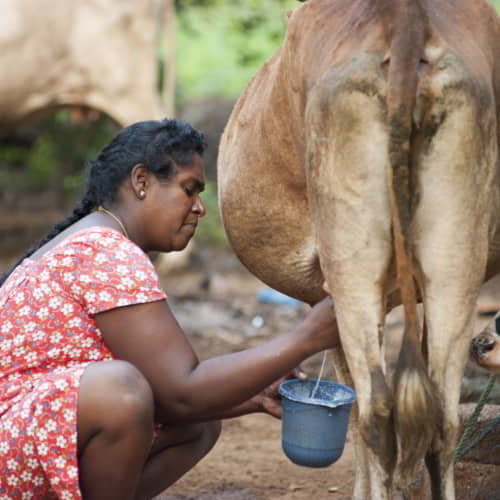 The family of this woman received an income generating gift of a cow from GFA World
