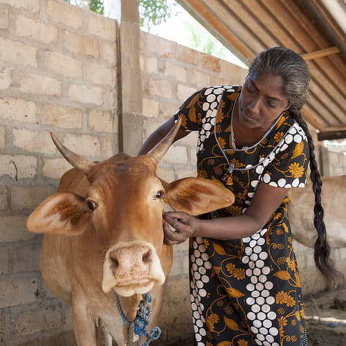 Woman received an income generating gift of a cow through missionary charity GFA World