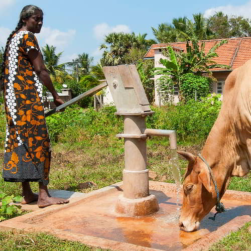 Woman drawing clean water for her cow through GFA World Jesus Wells