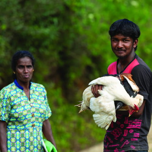 Help bring poverty alleviation to families by donating toward a chicken through GFA World income generating gifts