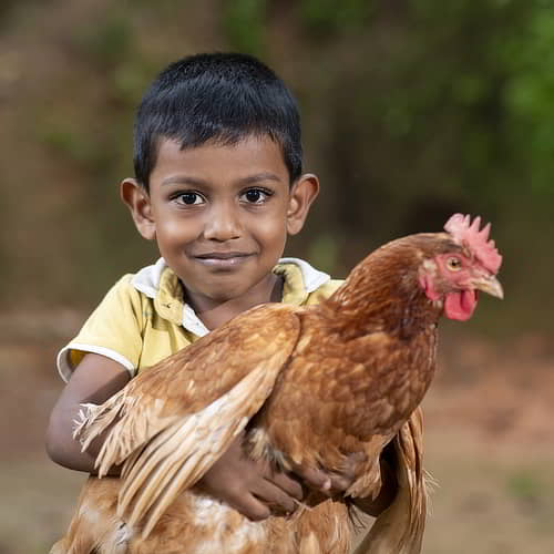 GFA World income generating gifts of animals like a pair of chickens can stop the effects of poverty