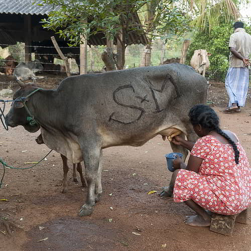 GFA World income generating gifts of animals like cows can help break what is the cycle of poverty