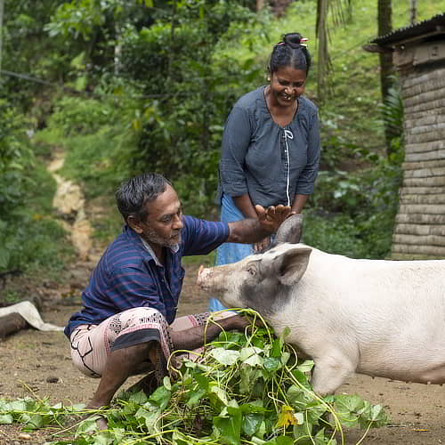 GFA World income generating gift of a pig helped Kalman's family escape poverty