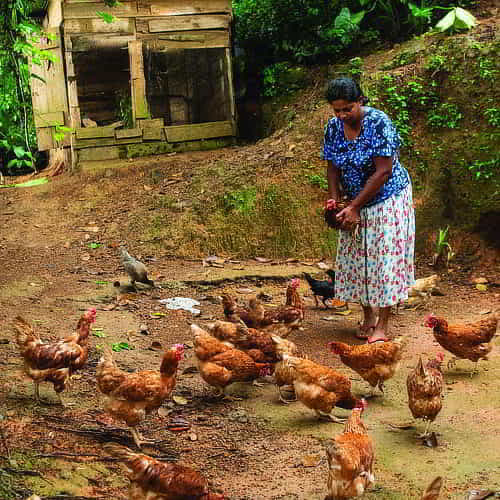 A woman who received chickens that provided her daily eggs, eventual meat, and new hope