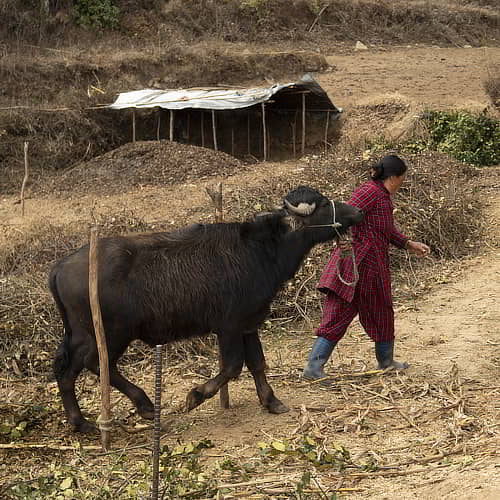 Farmer in drought stricken region