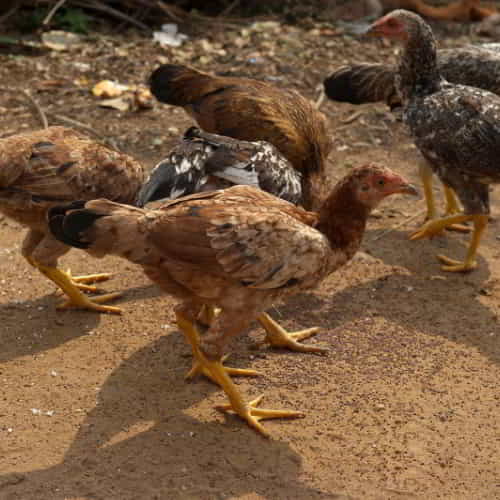 A pair of chickens help families in poverty