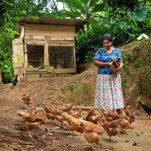 A simple gift of chickens can help rescue families from poverty