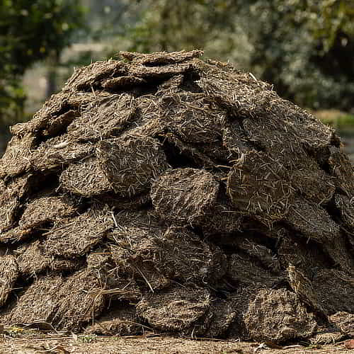 Cow manure - a natural fertilizer that boosts crop production