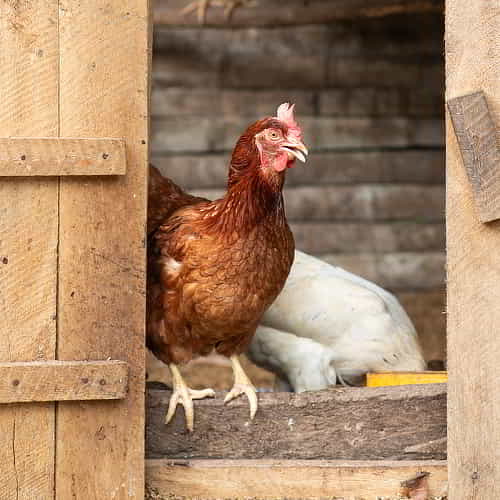 Donate a chicken through GFA World Christmas Catalog