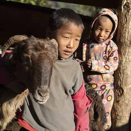 Goats are one of the charitable gifts in the Christmas Catalog of GFA World