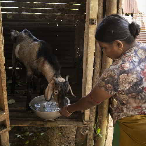 Income generating gifts of goats through GFA World bring poverty alleviation to families