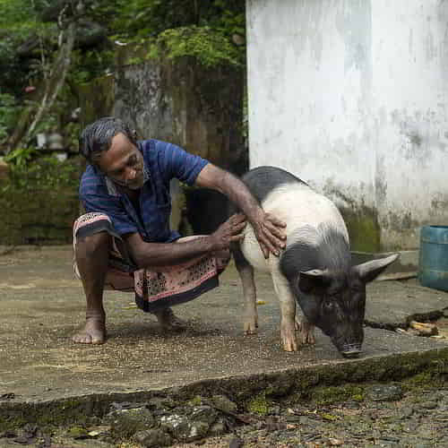 Life transforming goats through GFA World are charitable gifts to give for Christmas