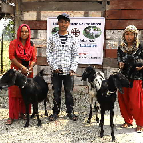 Sponsor a family for Christmas with gift of goats can alleviate poverty