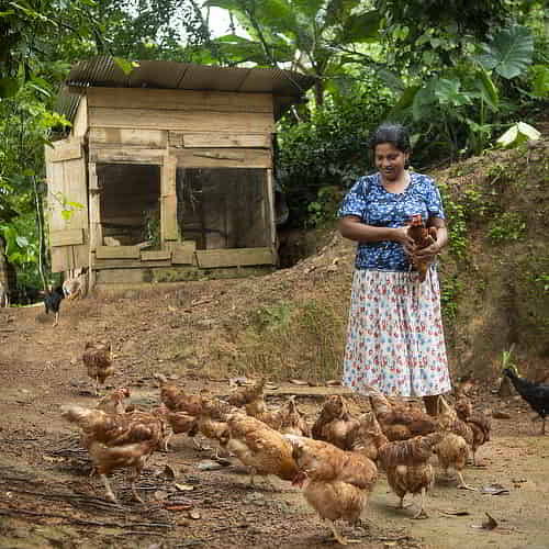 Woman received charitable Christmas gifts of chickens through GFA World