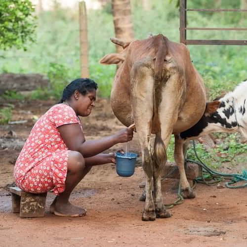 A single cow can break the cycle of poverty for a family and give them renewed hope