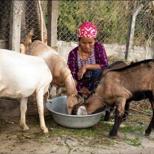 n many rural parts of Africa and Asia, animals like goats or chickens are more than just livestock, they are also a source of income and food