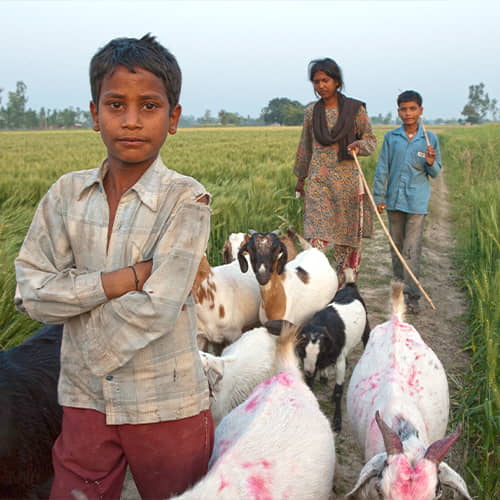 Families can help their children escape child labor through income generating gifts like farm animals