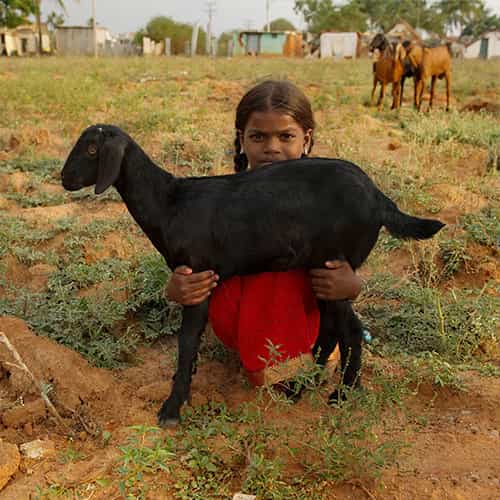 Young girl holding an income generating gift of a goat from GFA World