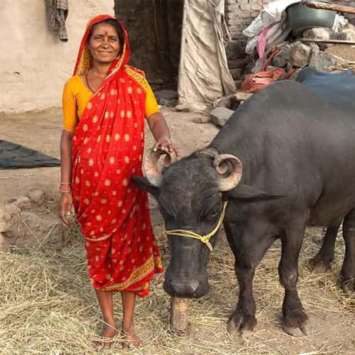 Woman in poverty received an income generating gift of a water buffalo through GFA World