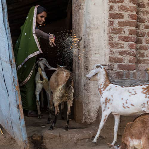 Goats, and the benefits they bring, enable impoverished families to better provide for themselves, and possibly even break free from extreme poverty.