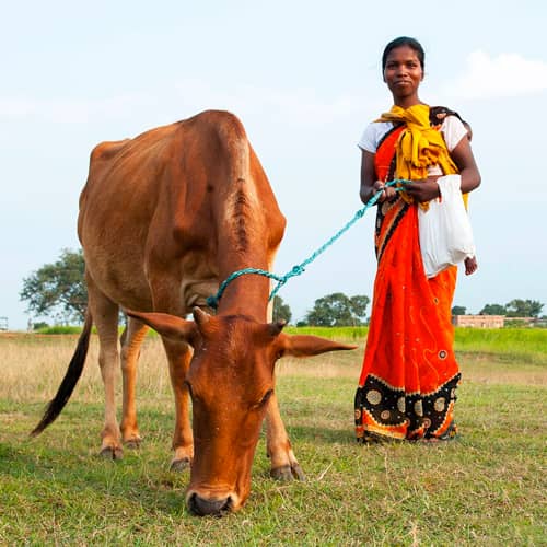 GFA World income generating gifts of animals like this cow provide a way to escape from extreme poverty