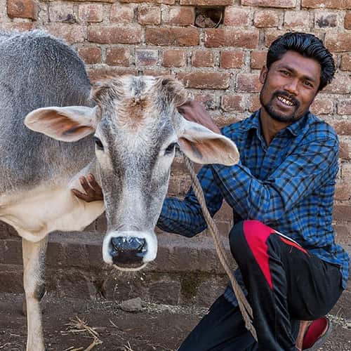 An income generating gift of a cow from GFA World helps Taden and his family escape from poverty