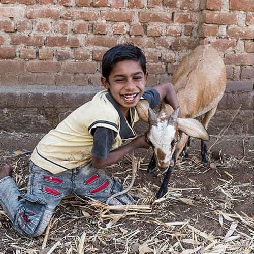 Income generating gift of a goat from GFA World gift distribution