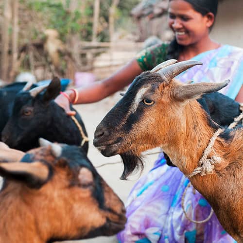 GFA World income generating gift of goats provides a solution to the question of what does poverty mean