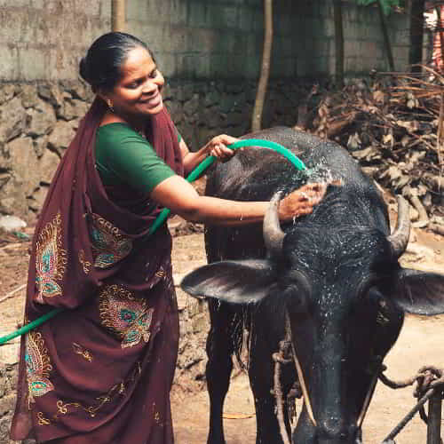 GFA World farm animal gift of water buffalo giving a woman in poverty income