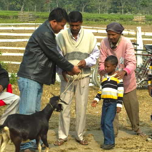 Family receives an income generating gift of a goat through GFA World gift distribution